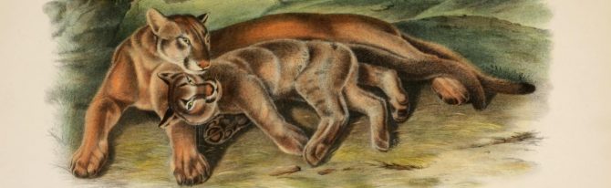 Mountain Lions of Massachusetts | Boston Public Library