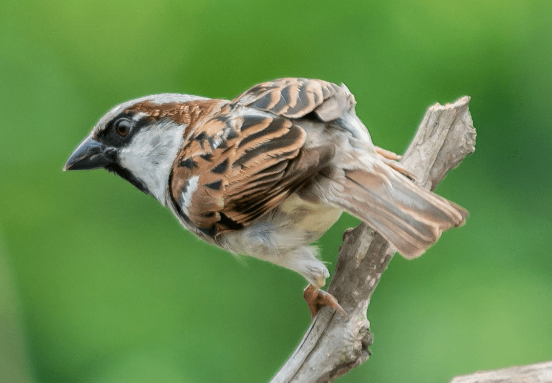 The House Sparrow In Boston Part I Boston Public Library